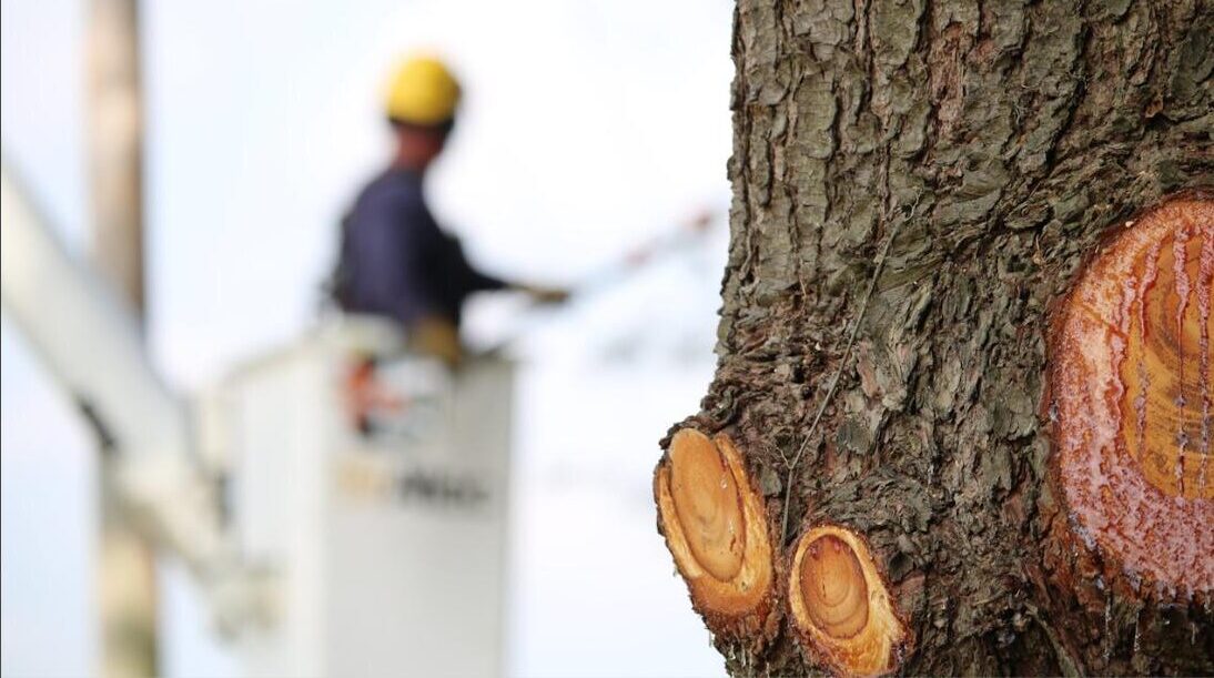 Arborist inspecting a tree trunk with fresh pruning cuts from a bucket truck