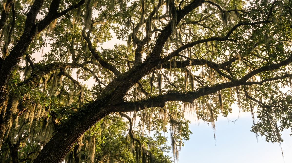 Mature southern live oak canopy with Spanish moss in Ocala, Florida